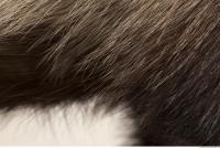 photo texture of fur 0011